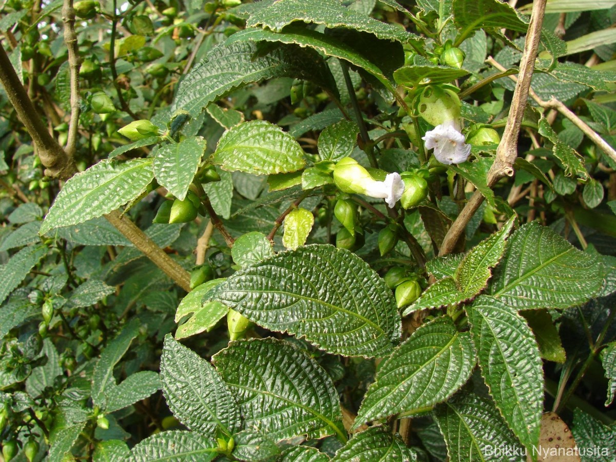Strobilanthes lupulina Nees